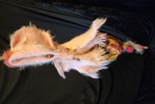 "Hide and Seek"
wool felt, thread, fabric, beads, acrylic