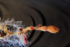 "Hide and Seek"-detail